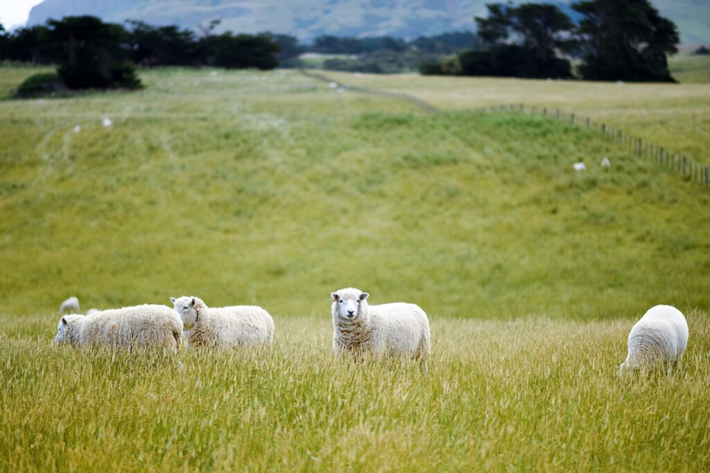 Superior Farms